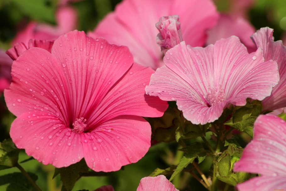 Лаватера тюрингенская