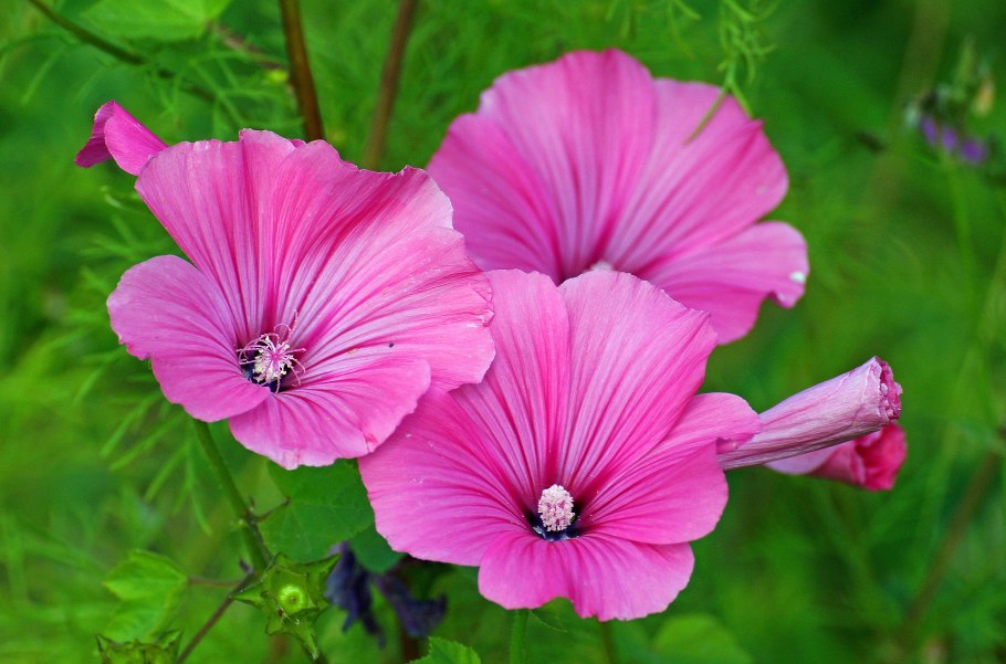 Мальвовые (подсемейство)