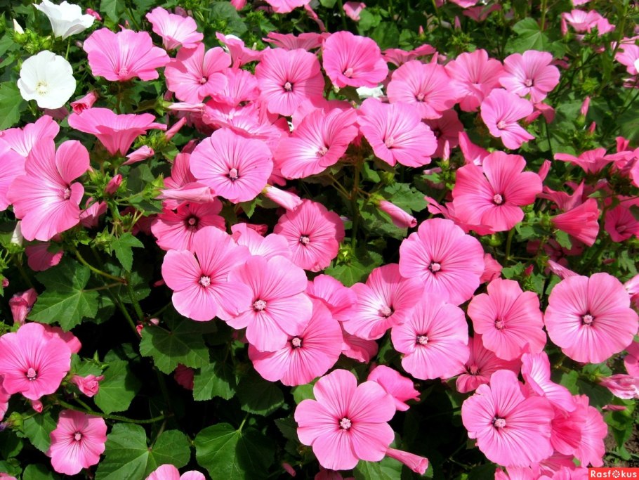 Лаватера цветок многолетний