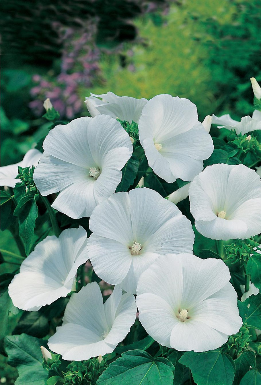 Лаватера Рубиновая