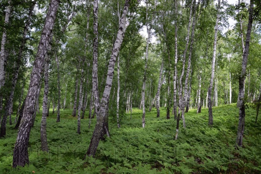 Дубовая роща Астрахань