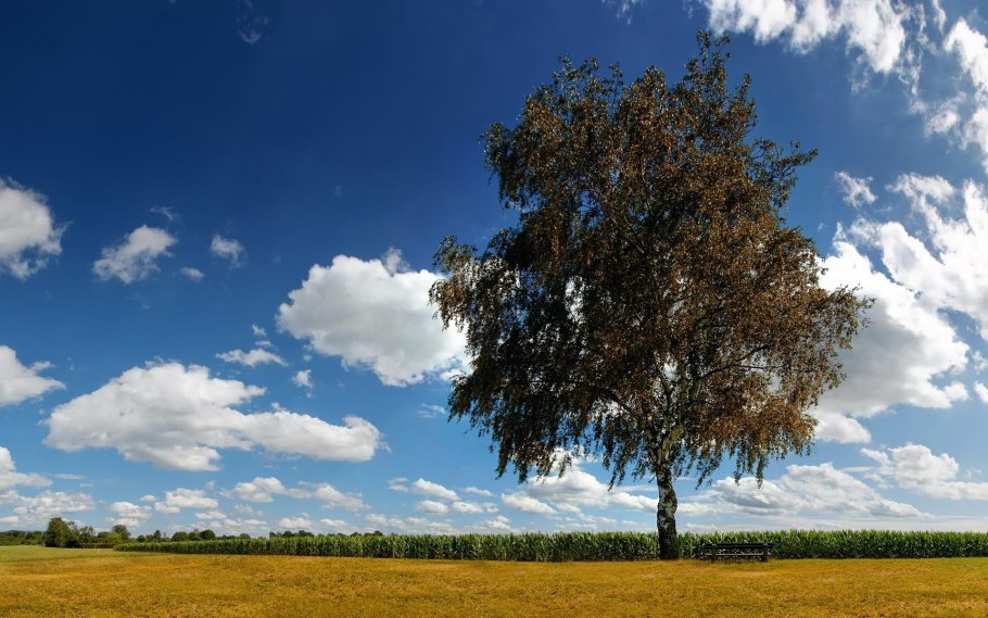 Березовая роща береза повислая