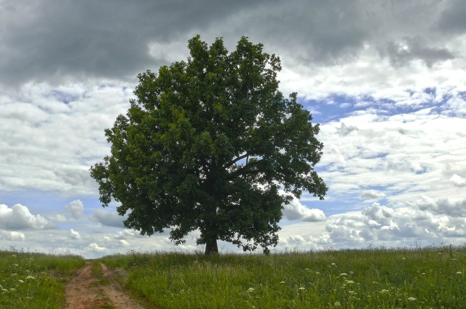 Отдельносвтоящее дерево