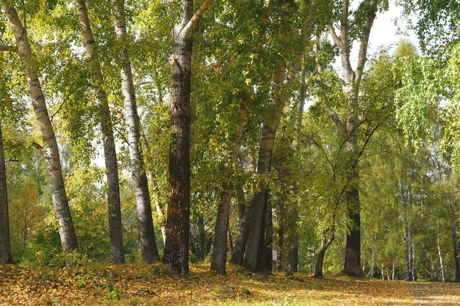 Лесные полосы