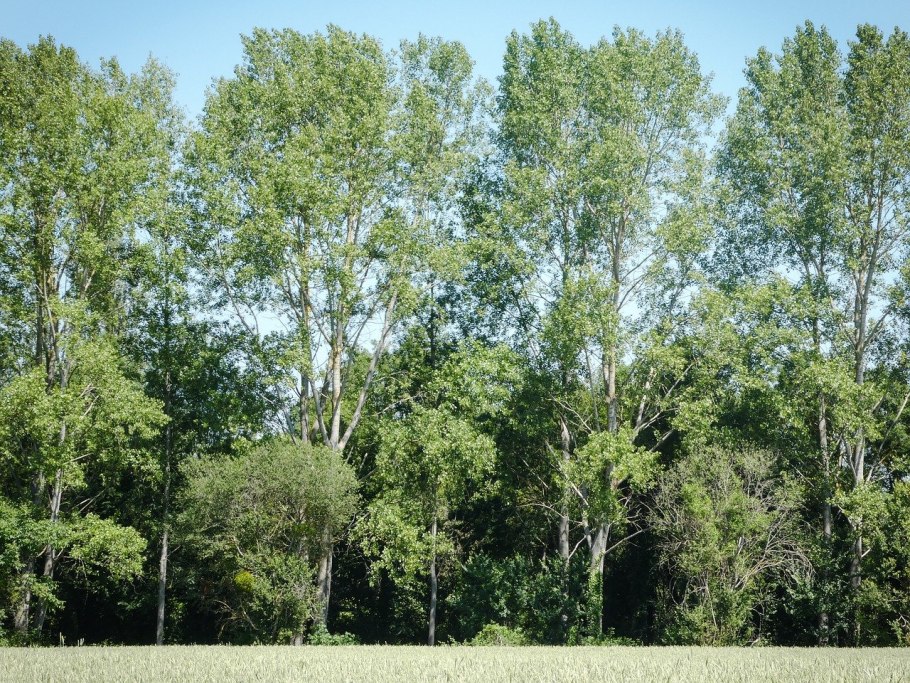 Тополиная роща лес