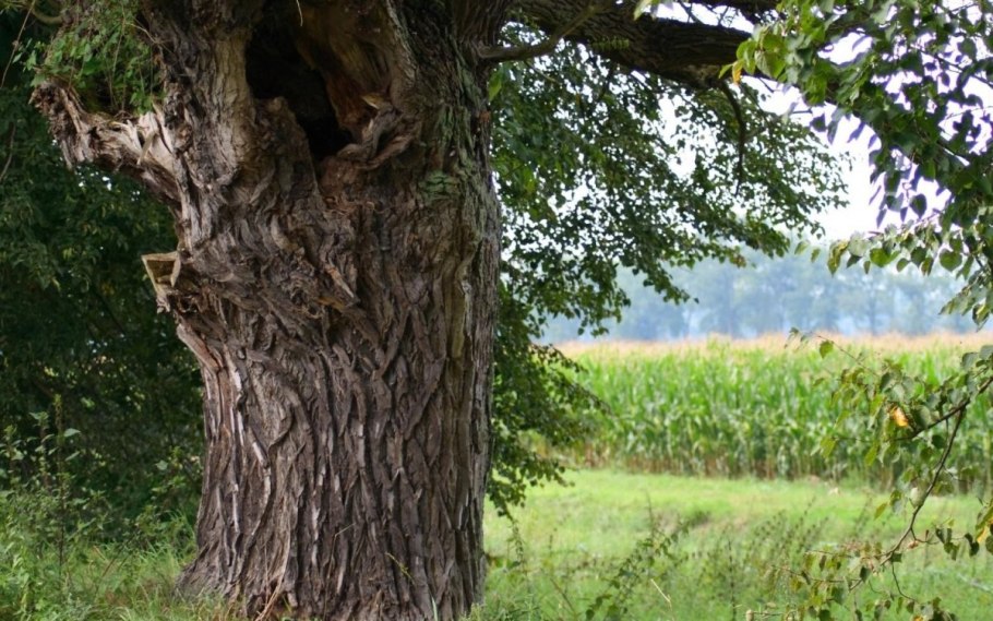 Осиновый лес Курск