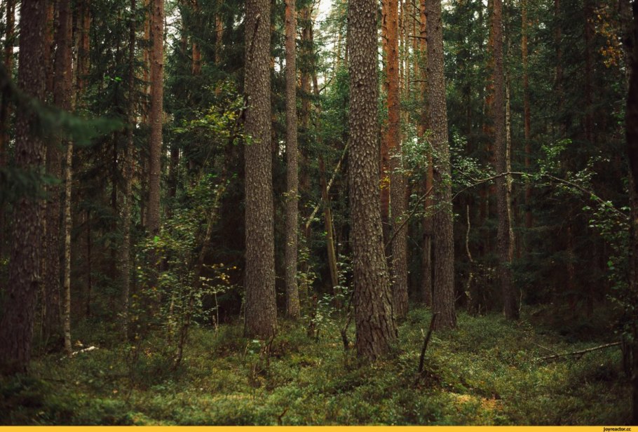 Тополь пирамидальный осень