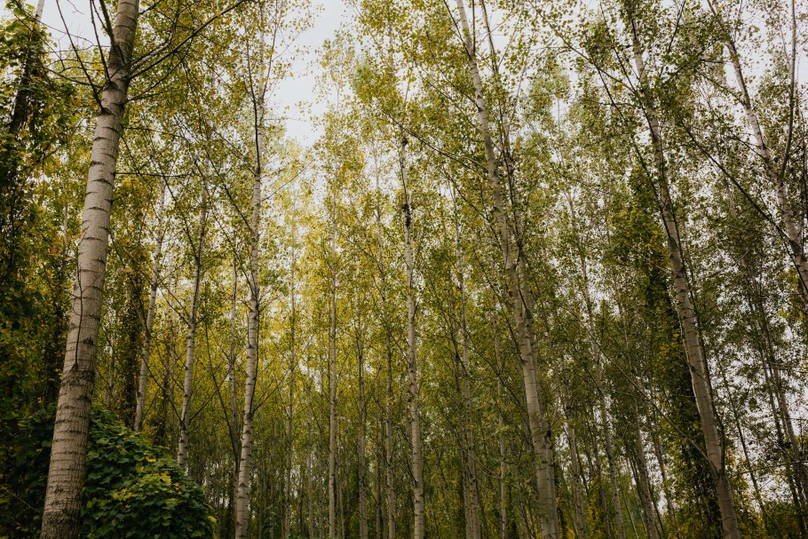 Лес Ивановской области