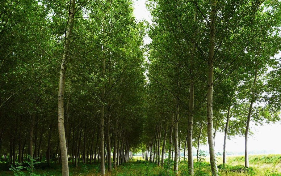 Тополь Россия дерево