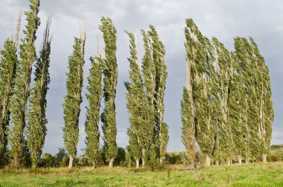 Дорога в весеннем лесу
