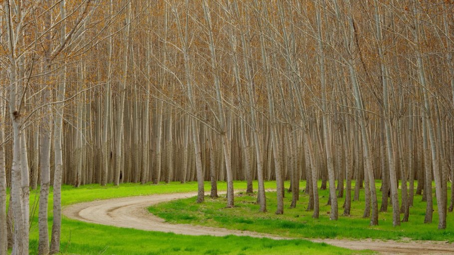 Тополь пирамидальный в Крыму
