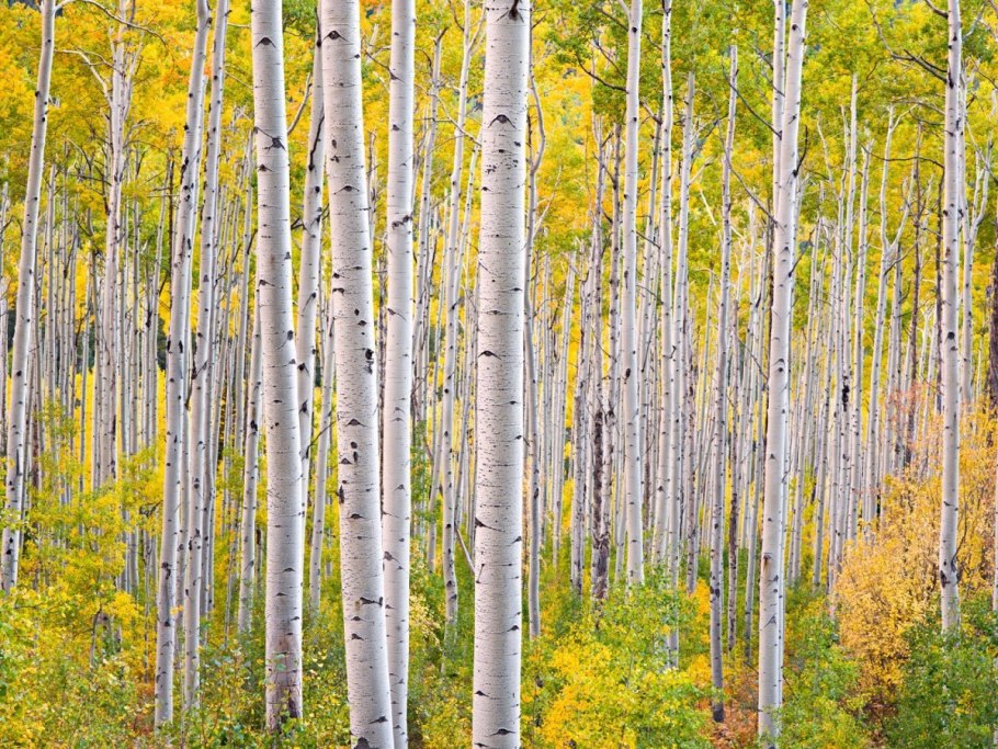 Тополь Калифорния