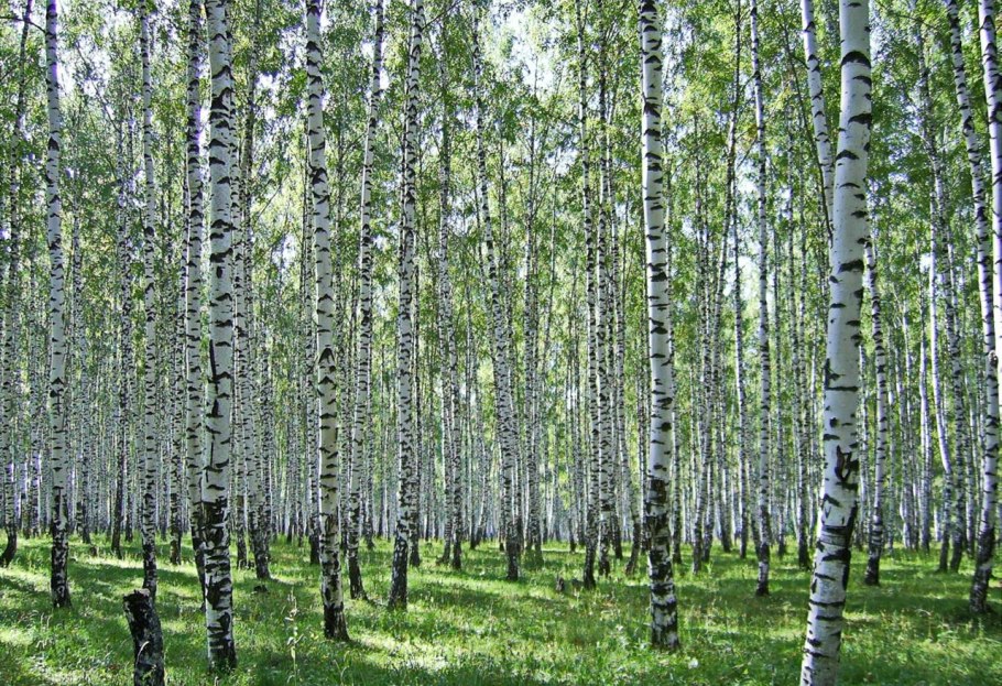 Береза в лесостепи