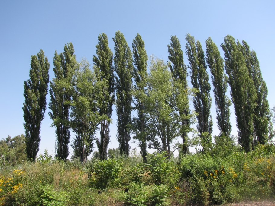 Пейзажи Кубани тополя поля кипарисы