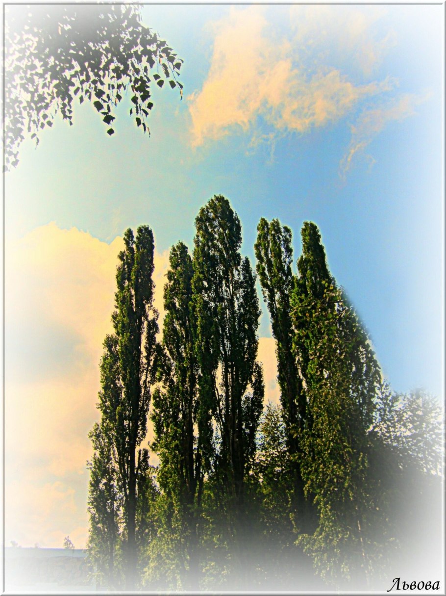 Дерево в поле