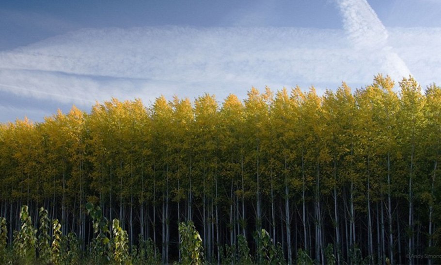 Березовая лесополоса