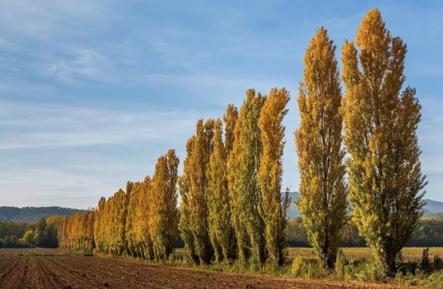 Узкая тропинка Видное лес
