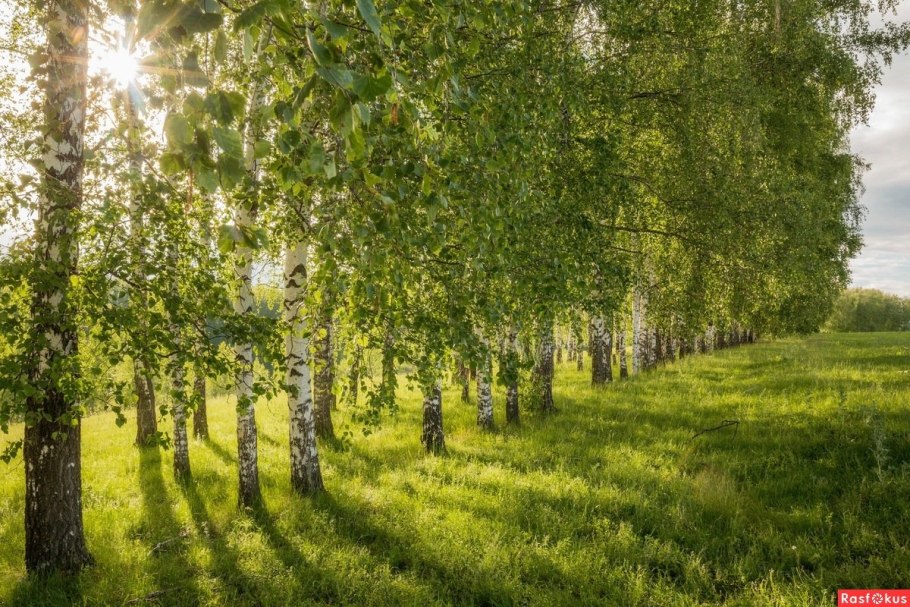 Тополь пирамидальный Populus pyramidalis