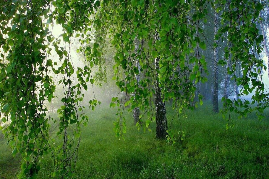 Луг с деревьями