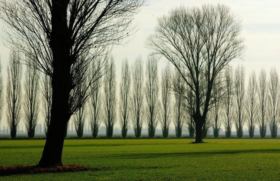 Деревня опушка леса Лиственный