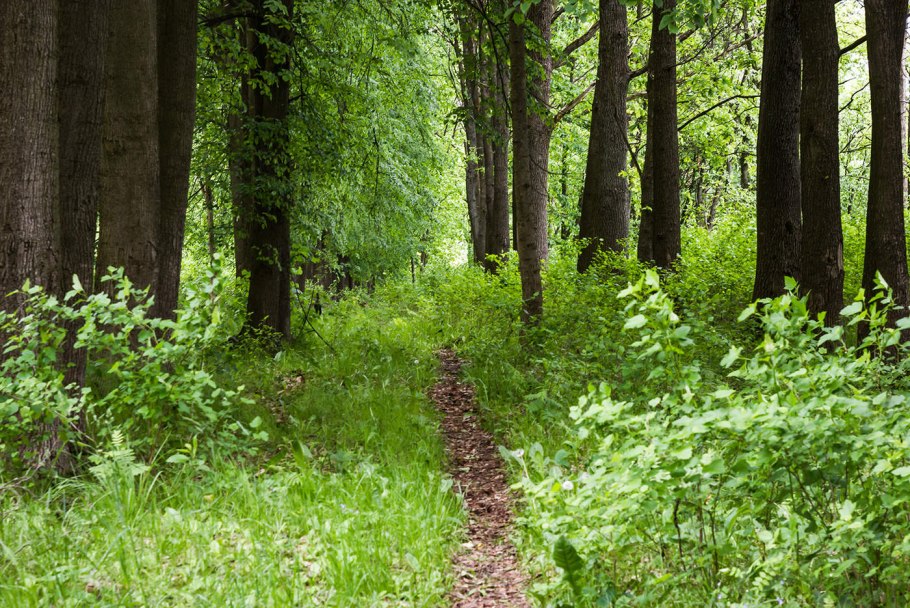 Одинокое дерево