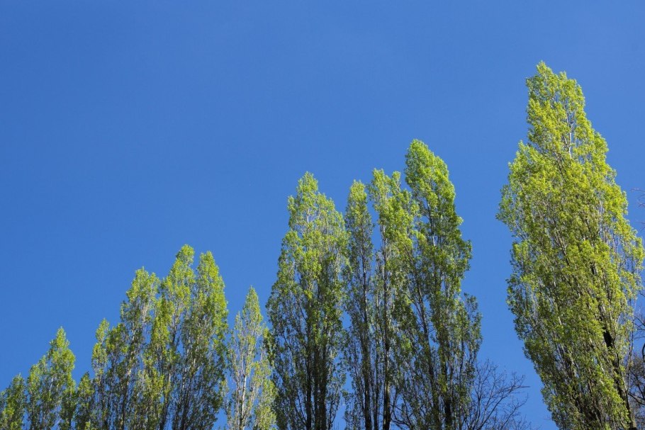 Тополь Лесной