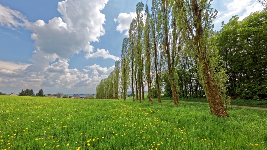 Дерево в поле