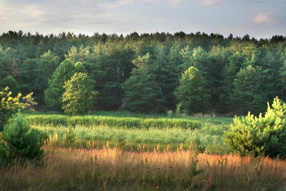 Марков лес поле