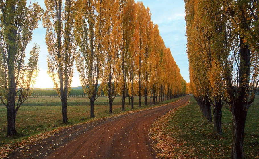 Березовая роща Кисловодск