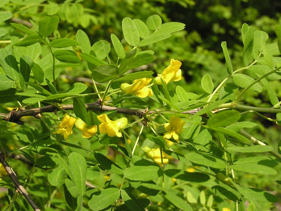 6.Карагана кустарниковая