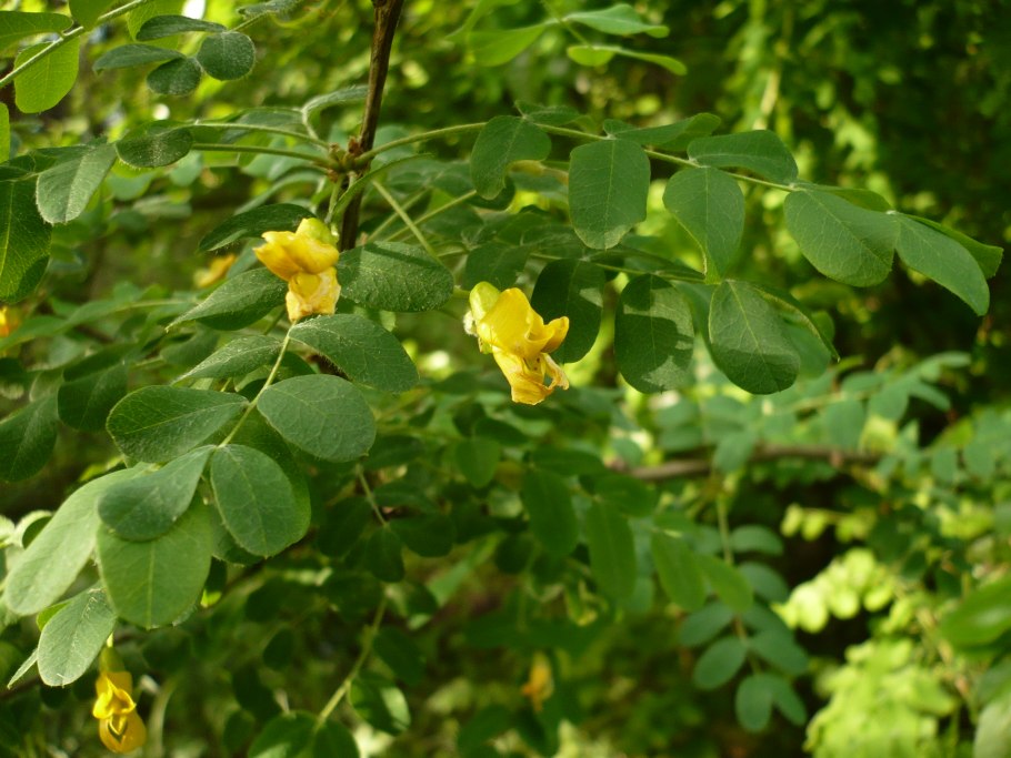 Карагана многолистная