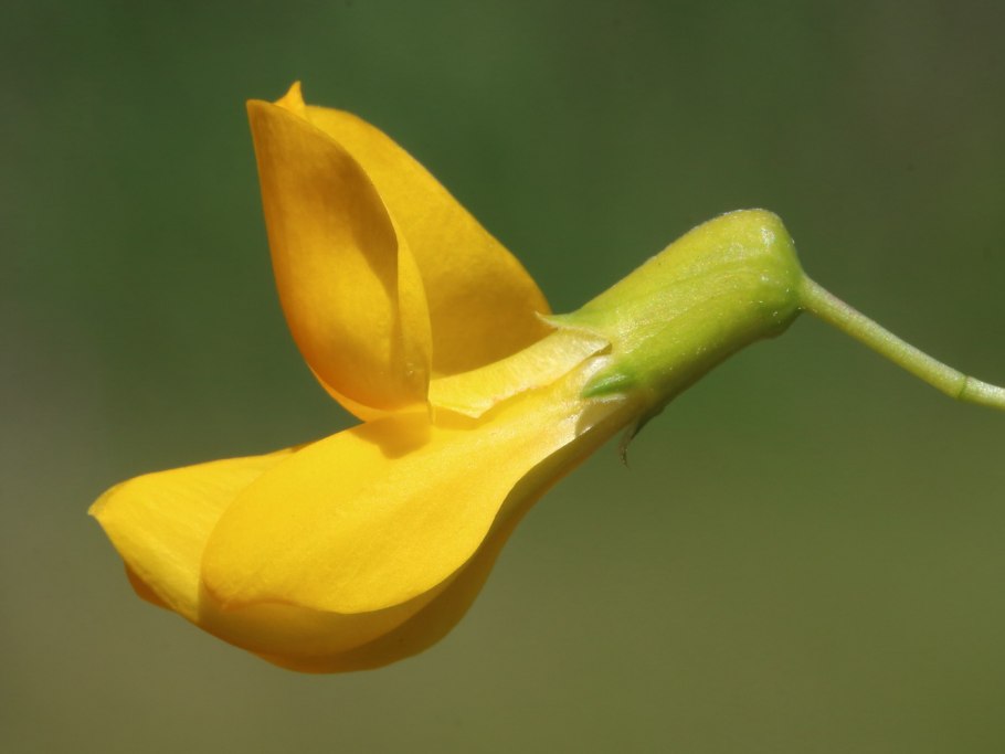 Карагана ветка