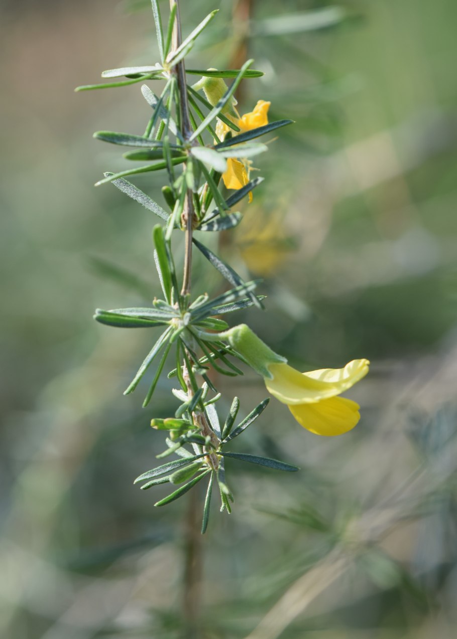 Карагана мелколистная