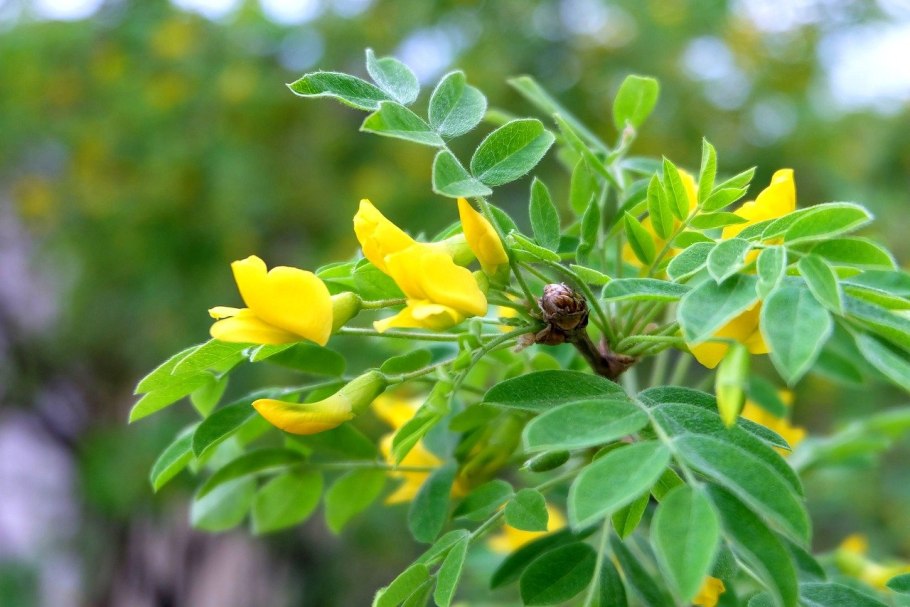 Caragana aurantiaca Карагана золотистая