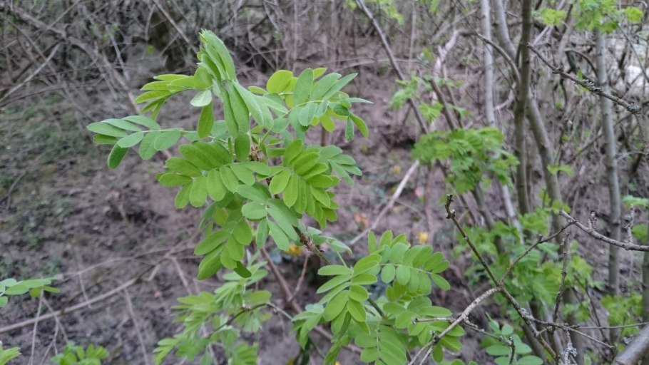 Карагана колючая