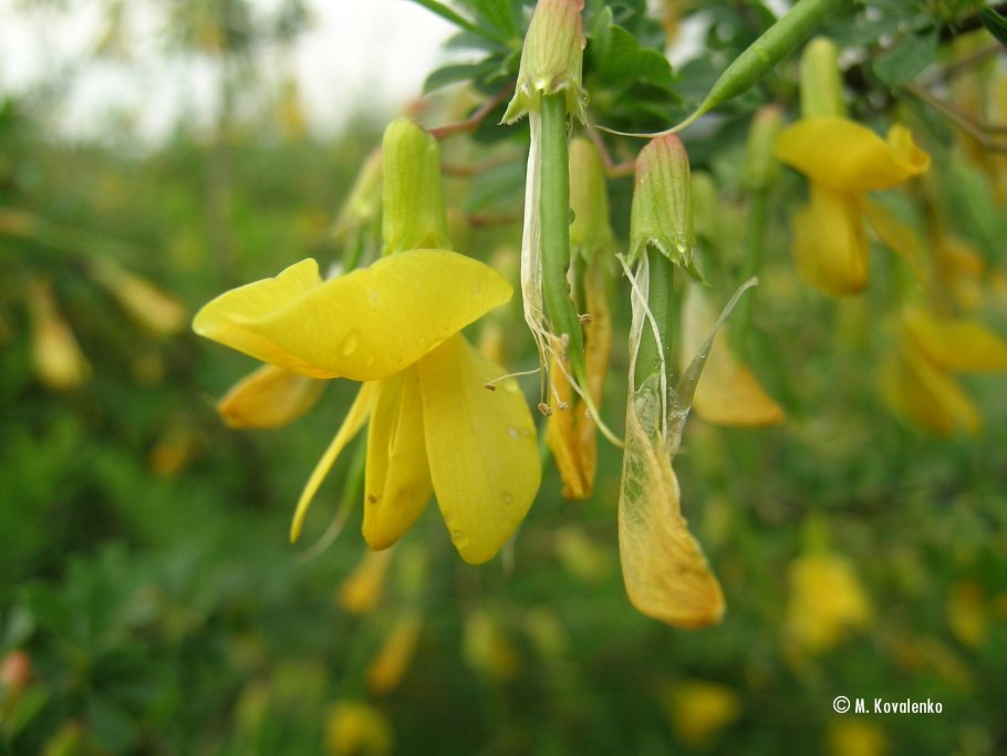 Карагана плоды