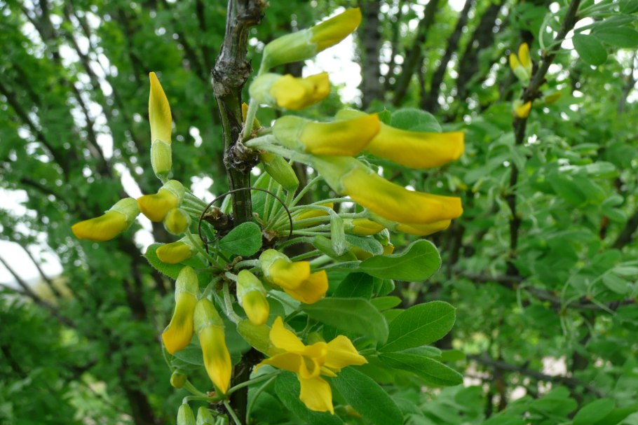 Карагана маньчжурская