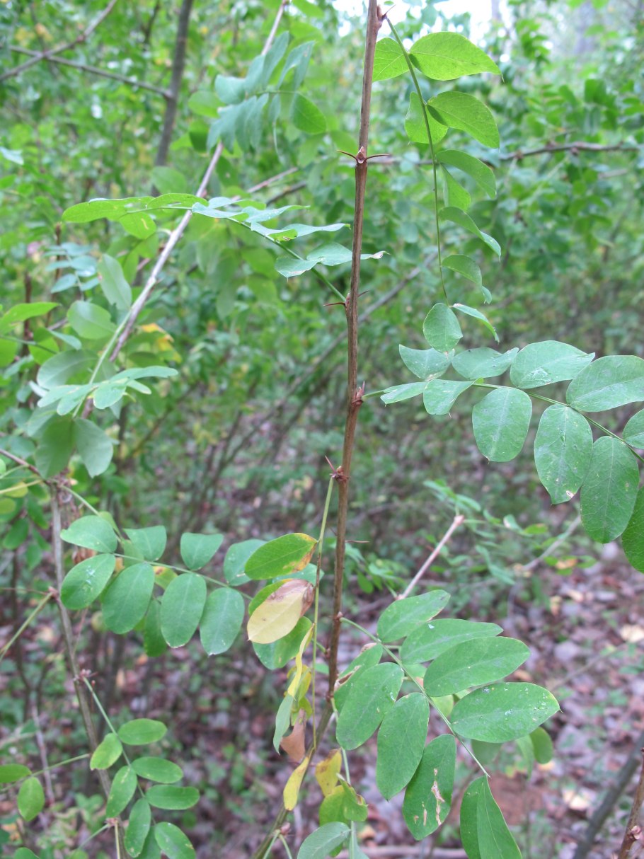 Карагана оранжевая