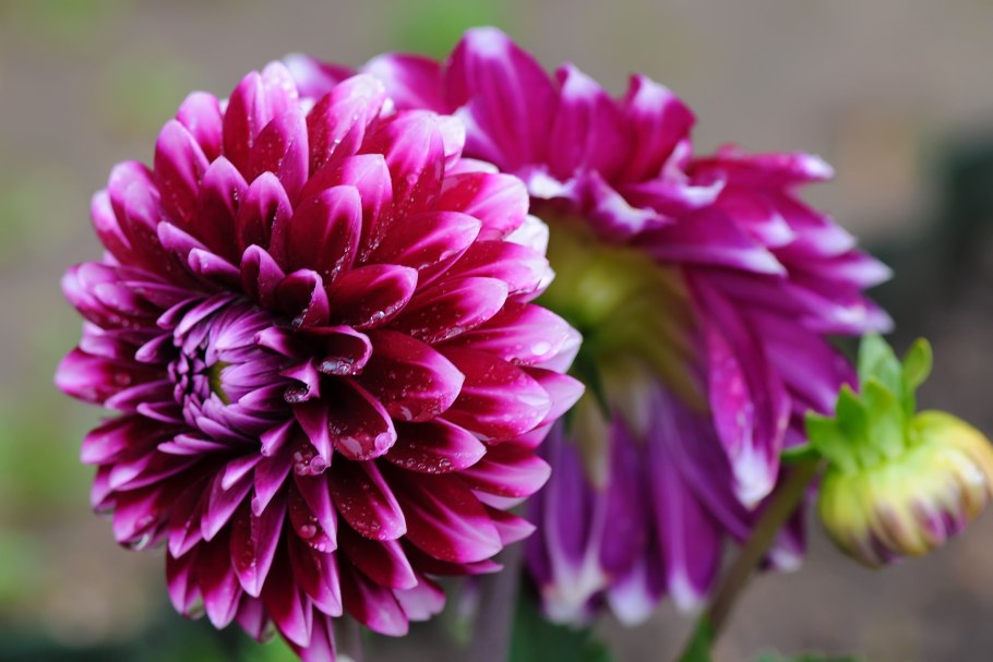 Георгина Отелло