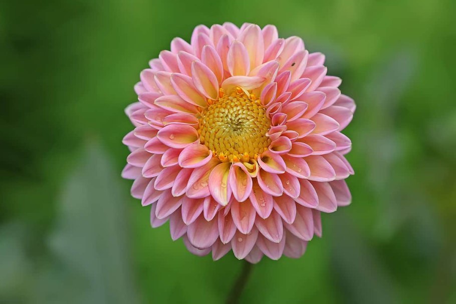 Георгина Dahlia Hortensis