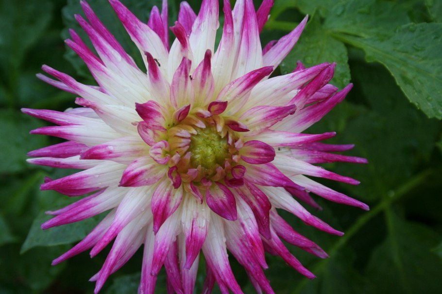 Георгина Дэниэлс Фаворит