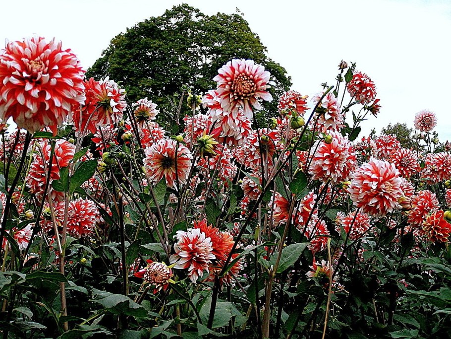 Алоэ Вера георгины