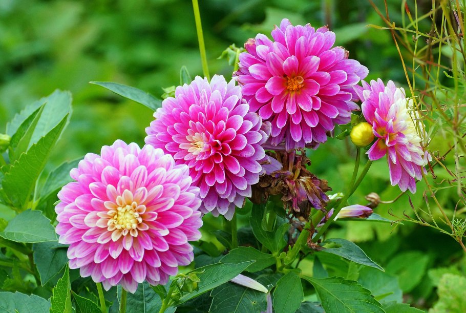 Георгина Джоуи Мартина