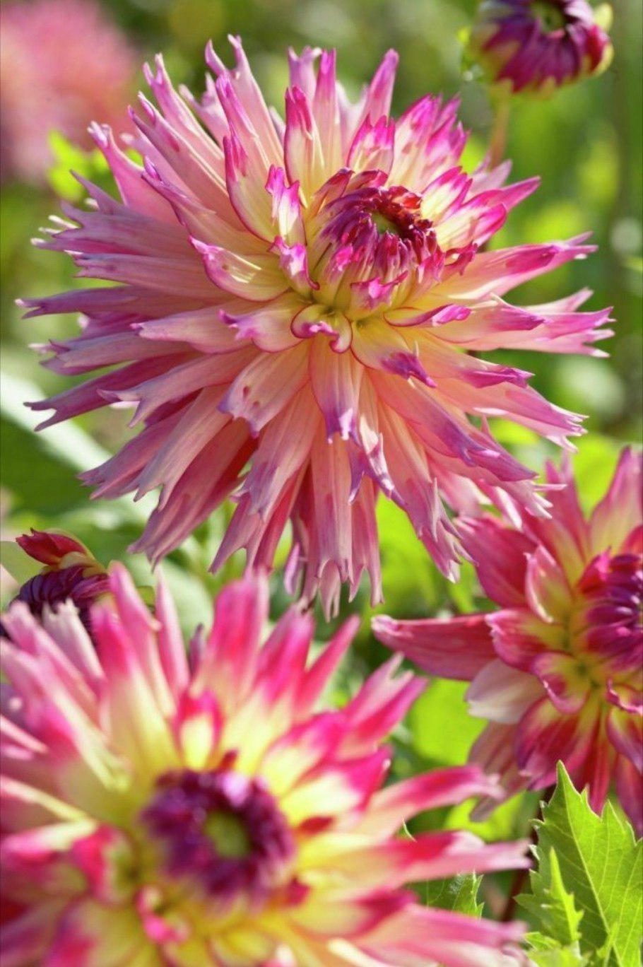 Георгина Ненекази бахромчатая