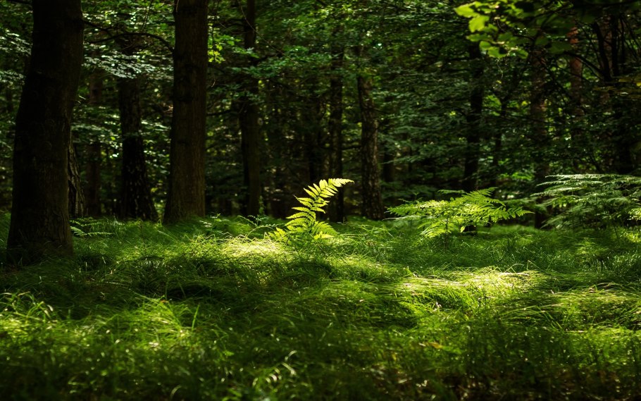 Папоротники в лесу. Сиверская