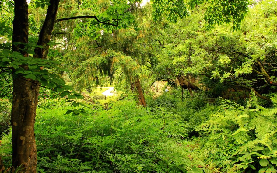 Лес Иваново фото летом заросли