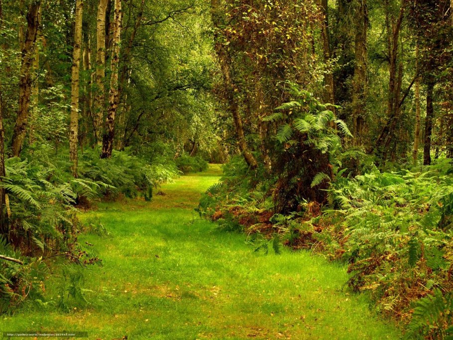 Подлесок тропического леса