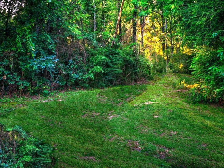 Сарматский смешанный лес Пермь