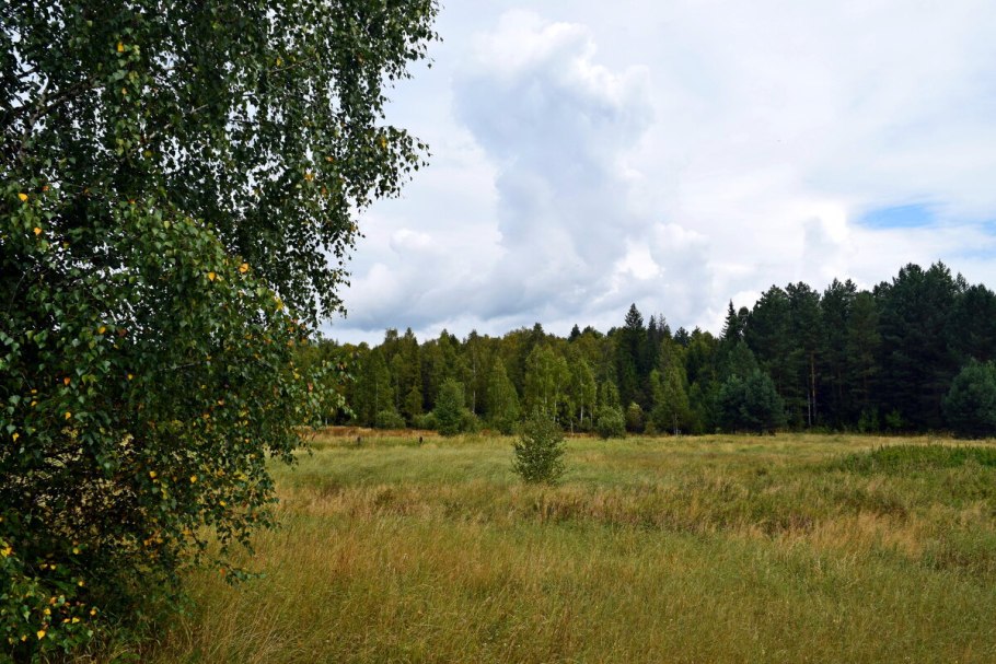 Летом в лесу