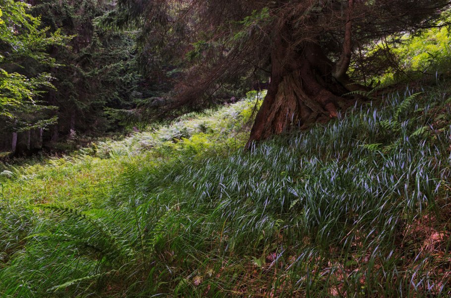 Воробьевы горы широколиственный лес
